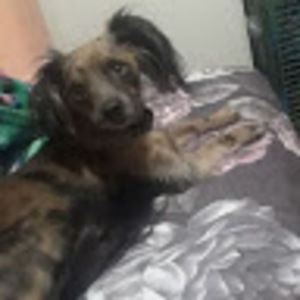 Meet your Posher, Holly